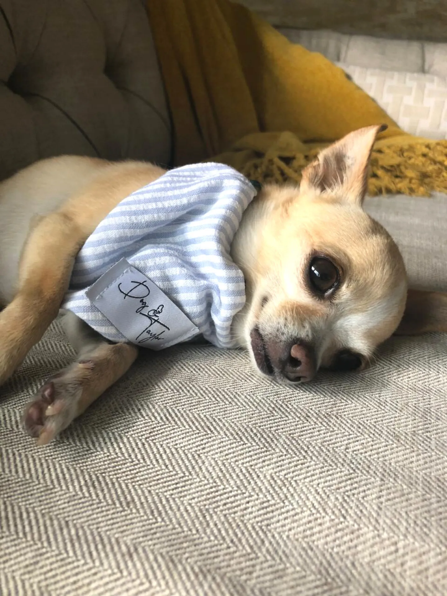 Eros Blue Stripes Dog Bandana