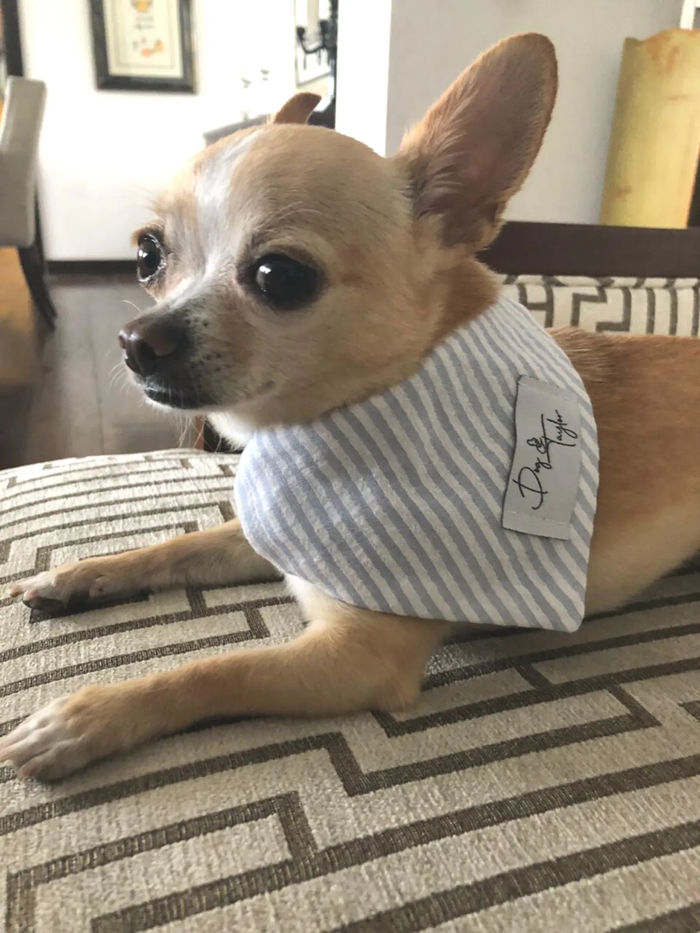 Eros Blue Stripes Dog Bandana