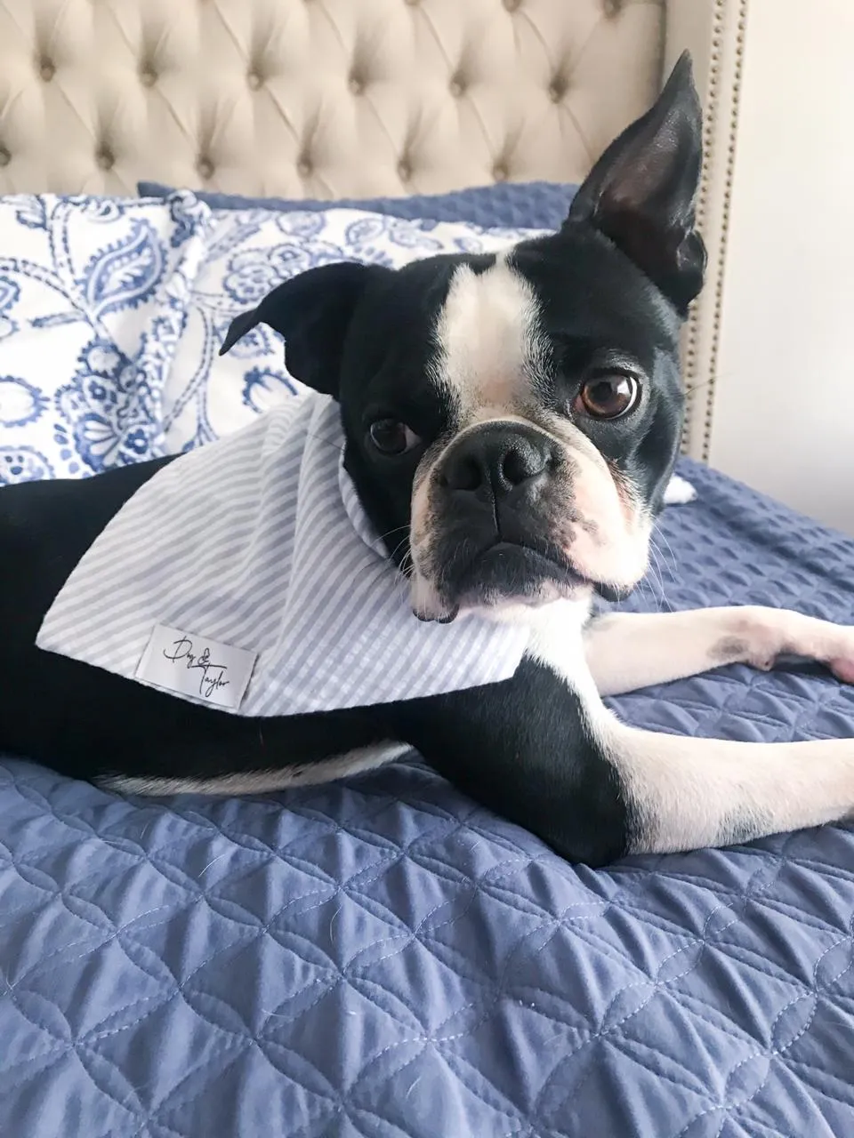 Eros Blue Stripes Dog Bandana